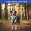 Harnais chiens moyens