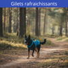 Gilet rafraichissant chien