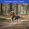 Harnais petits chiens