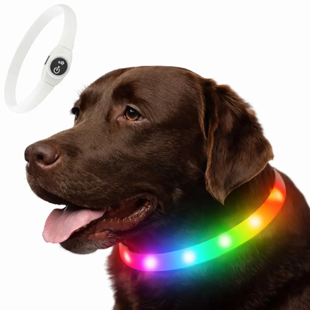 RainGlow – Collier LED Waterproof pour Chien | Visibilité Nocturne & Nettoyage Facile Dog Spirit