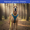 Harnais grands chiens