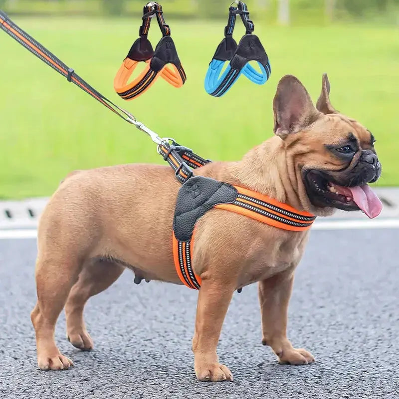 Canicross | Harnais et laisse réfléchissants Premium Dog Spirit