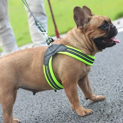 Canicross | Harnais et laisse réfléchissants Premium Dog Spirit