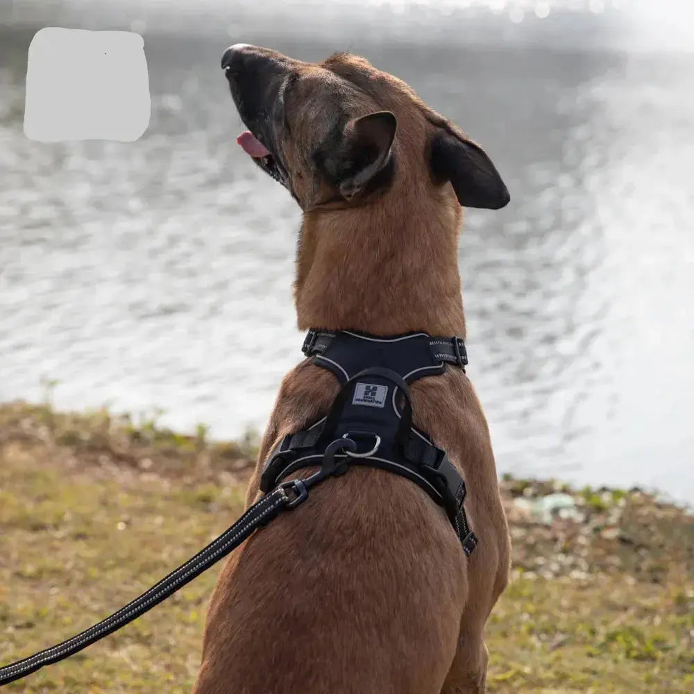 Canicross | Harnais pour chien Tout-en-un Marche et Course Dog Spirit