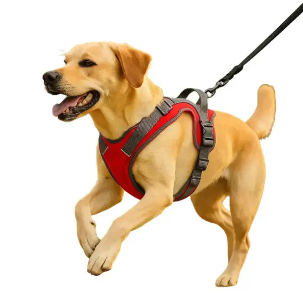 Canicross | Harnais pour chien réfléchissant, réglable et respirant Premium Dog Spirit