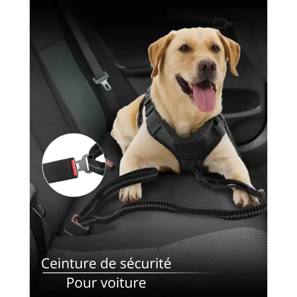 DualGrip – Laisse tactique pour chien double poignée élastique et solide Dog Spirit