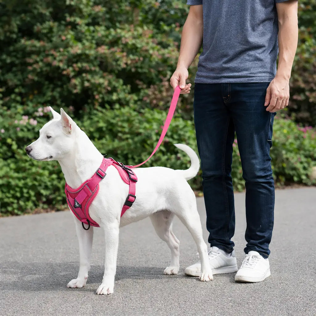 Ensemble Harnais + Laisse pour Chien – Confort Anti-Traction, Réglable et Réfléchissant Dog Spirit