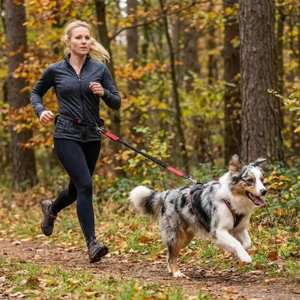 Laisse mains libres pour chien avec ceinture – Élastique, canicross & jogging Dog Spirit