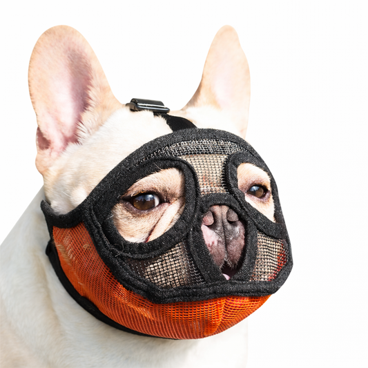 Muselière pour bouledogue français – Pratique et confortable Dog Spirit