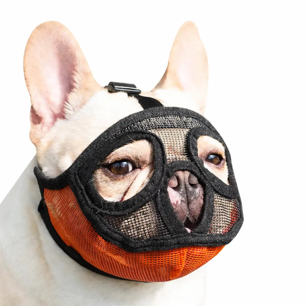 Muselière pour bouledogue français – Pratique et confortable
