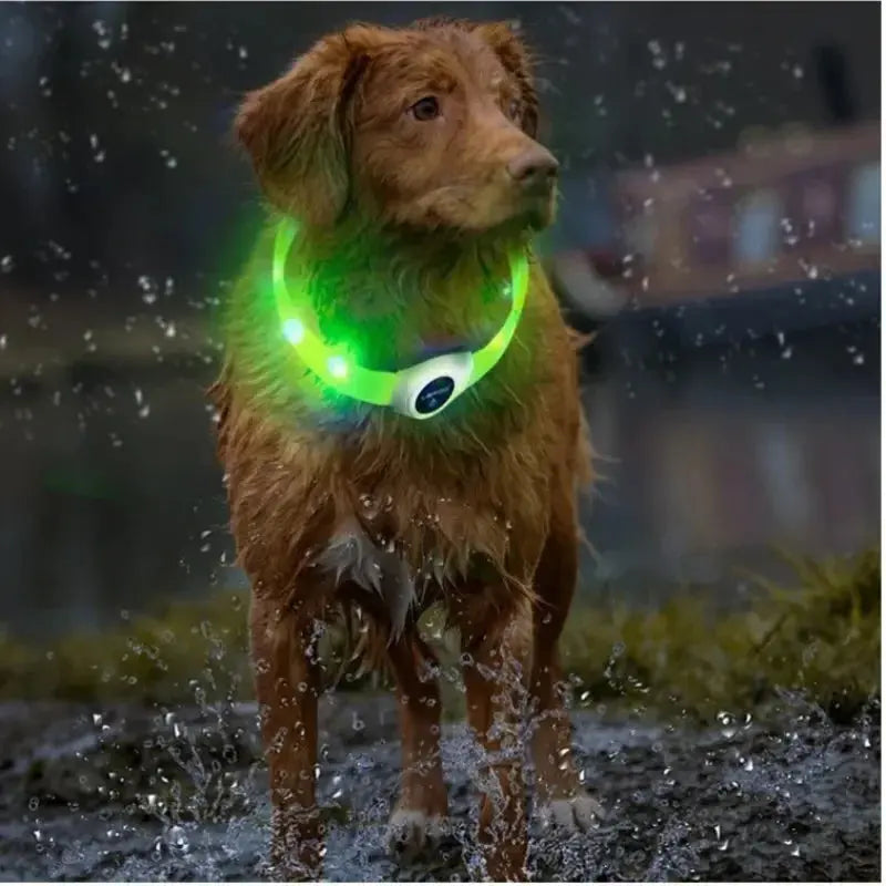 RainGlow – Collier LED Waterproof pour Chien | Visibilité Nocturne & Nettoyage Facile Dog Spirit